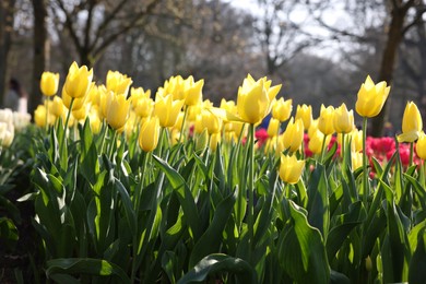 Beautiful yellow tulip flowers growing in park on sunny day, closeup