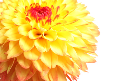 Photo of Beautiful yellow dahlia flower on white background, closeup view