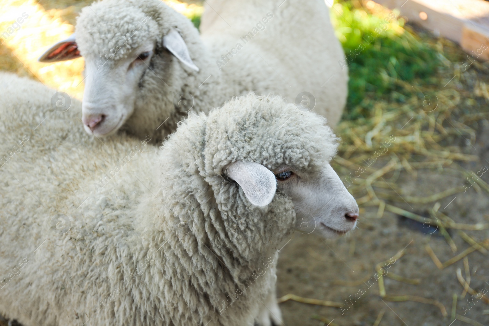 Photo of Cute funny sheep on farm, closeup. Animal husbandry