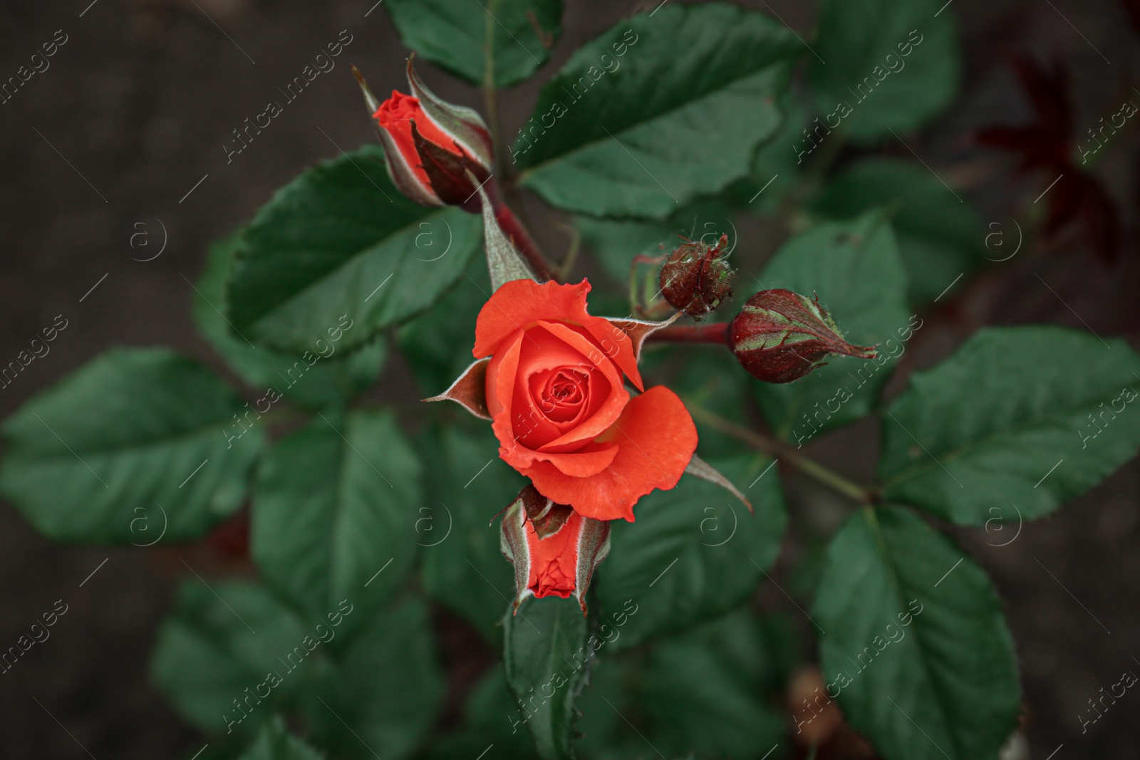 Photo of Closeup view of beautiful blooming rose bush outdoors