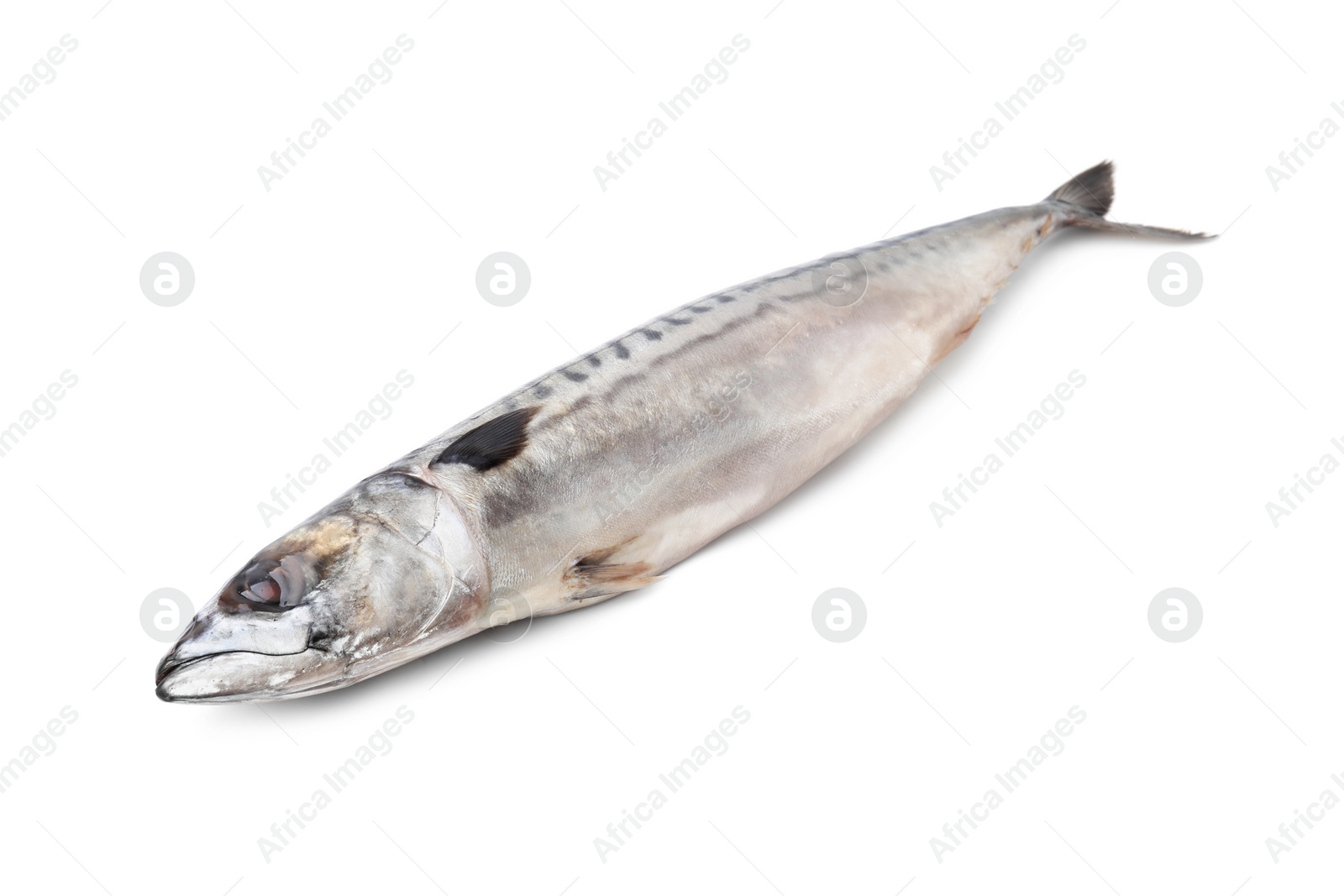 Photo of One tasty salted mackerel isolated on white