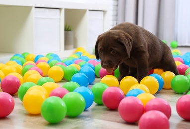 Chocolate Labrador Retriever puppy playing with colorful balls indoors