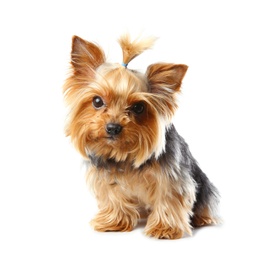 Photo of Yorkshire terrier isolated on white. Happy dog