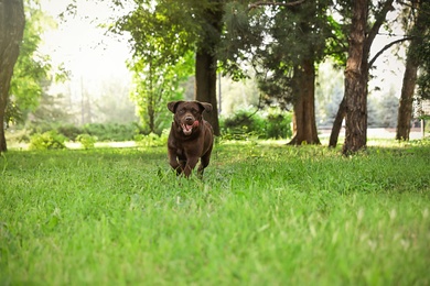 Photo of Cute Chocolate Labrador Retriever dog in summer park