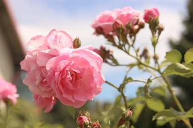 Bush with beautiful pink tea roses outdoors, closeup