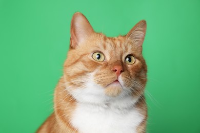 Cute ginger cat on green background. Adorable pet