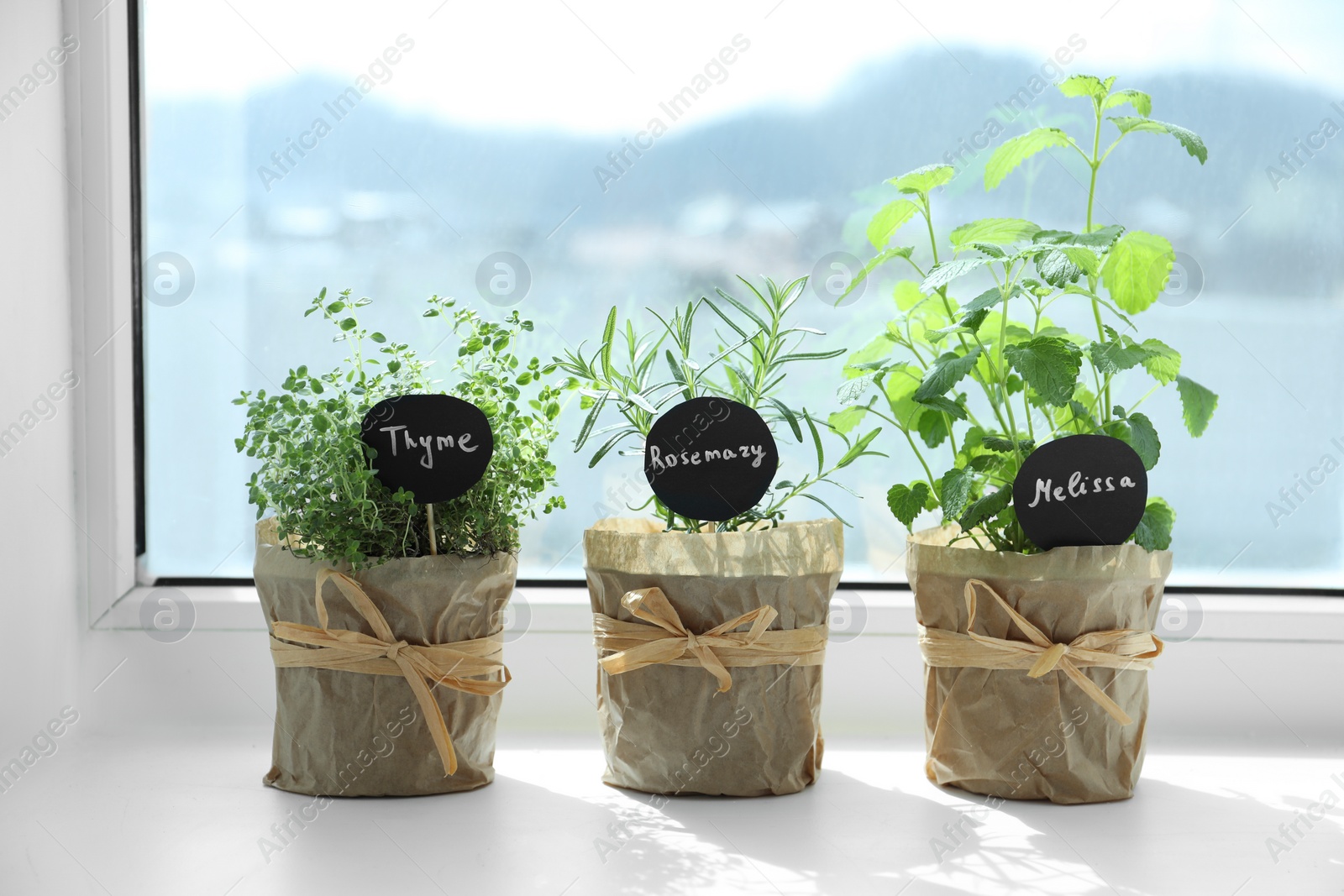 Photo of Different fresh potted herbs on windowsill indoors