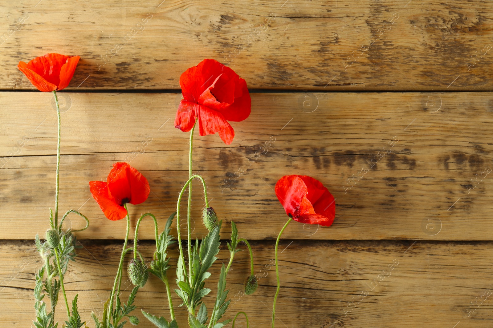 Photo of Beautiful red poppy flowers on wooden background, flat lay