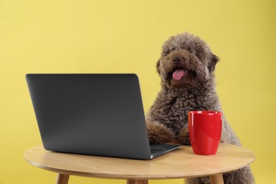 Photo of Cute Toy Poodle dog near laptop and cup on wooden table against yellow background