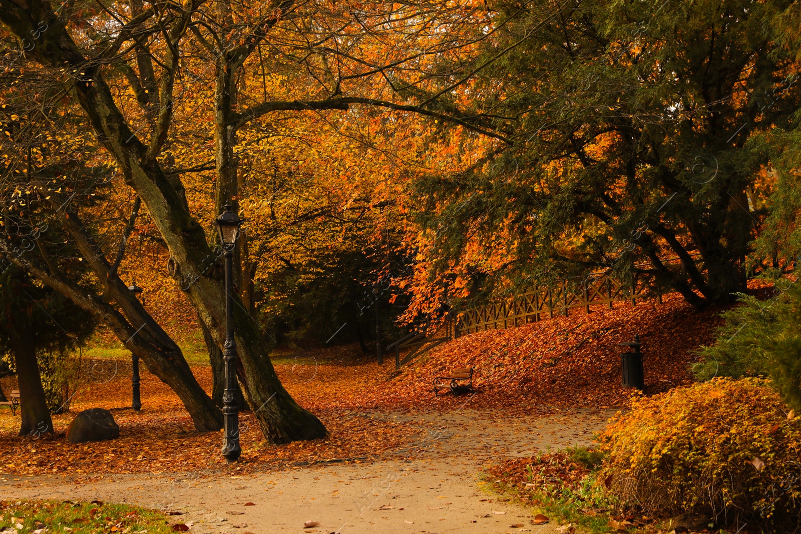 Photo of Beautiful park with yellowed trees and outdoor streetlights