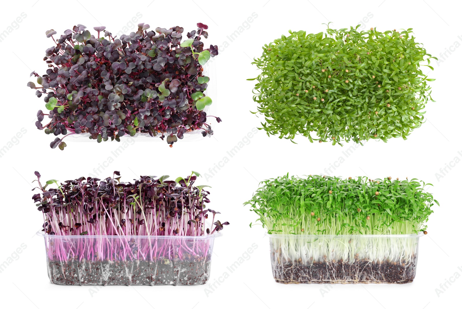 Image of Different fresh microgreens on white background, top and side view