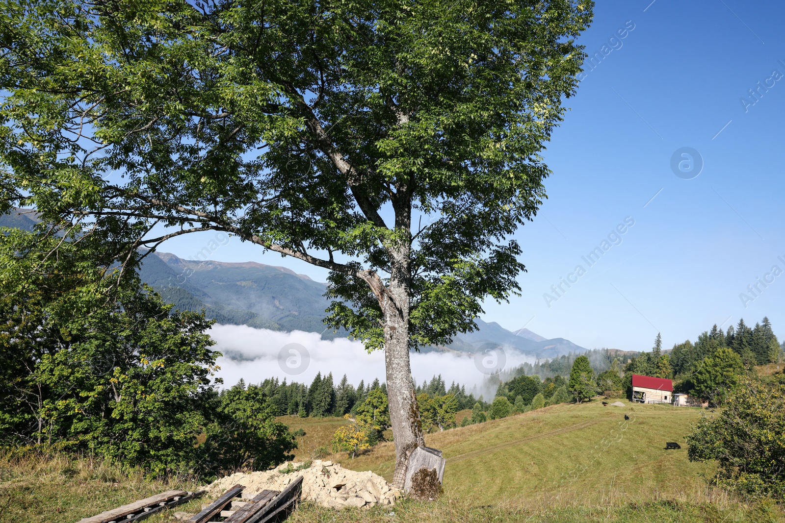 Photo of View of trees growing on mountain hill in morning