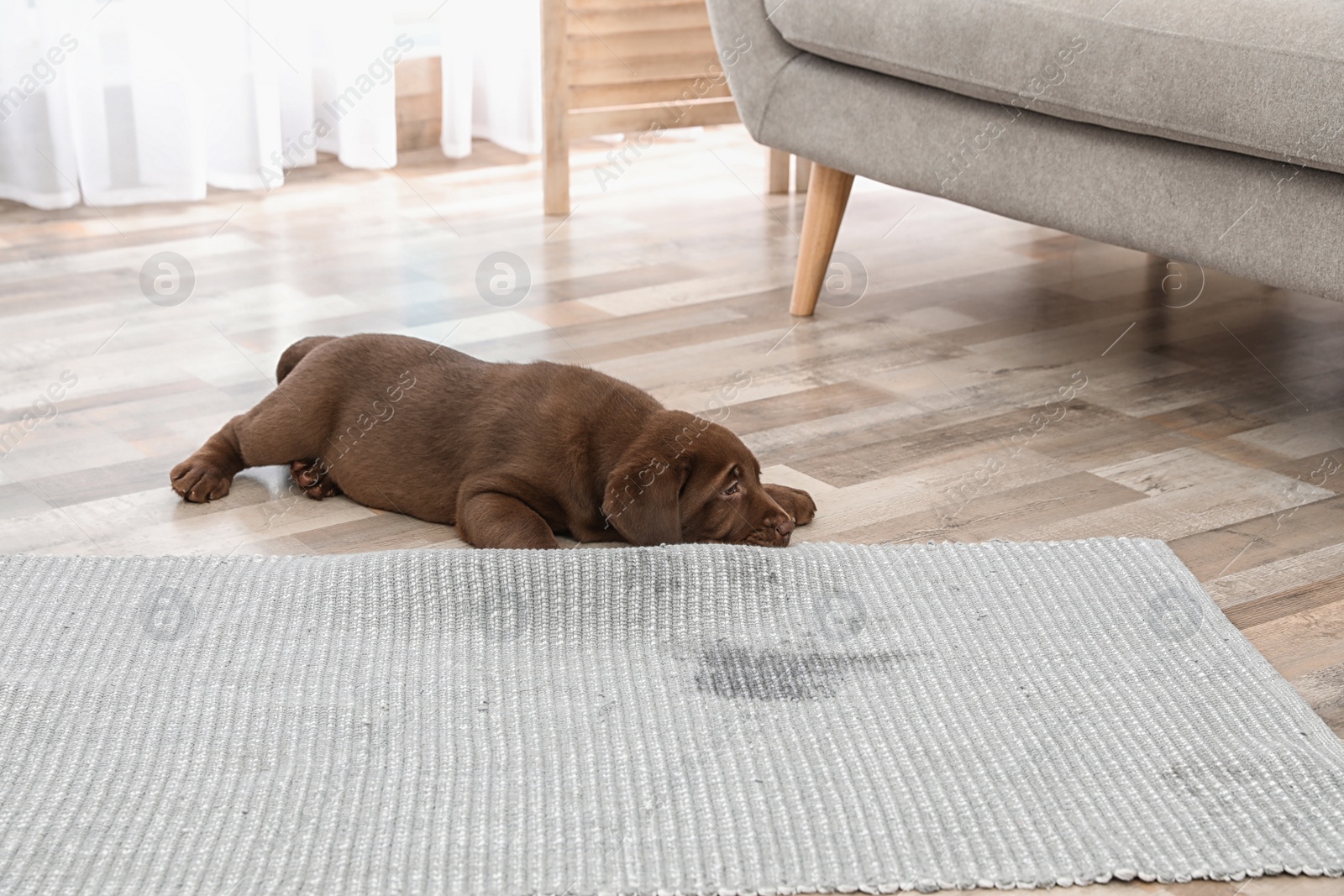 Photo of Chocolate Labrador Retriever puppy and wet spot on carpet indoors