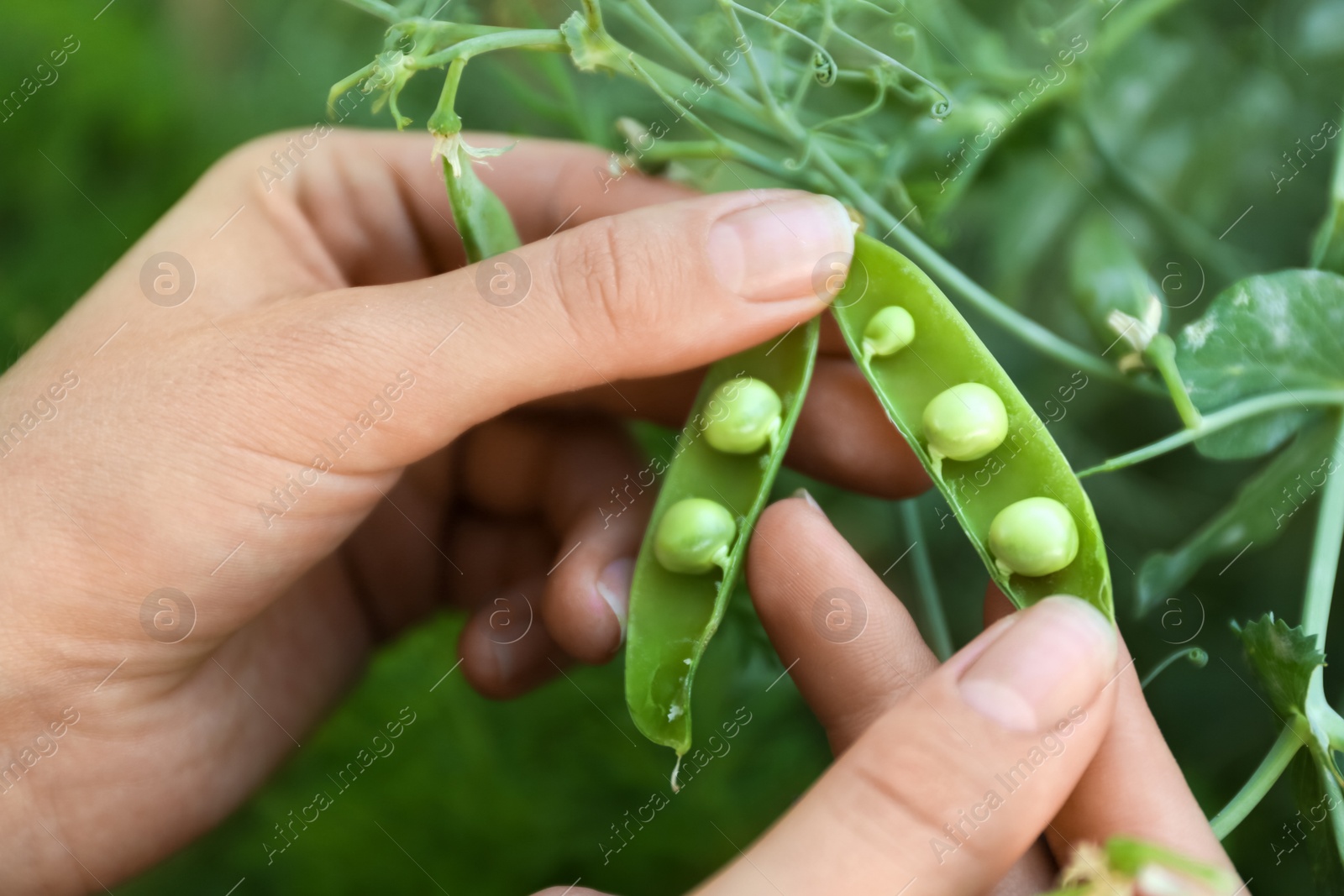 Photo of Woman shelling fresh green pea pod outdoors, closeup