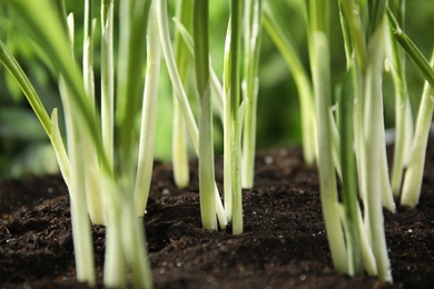 Photo of Fresh wild garlic or ramson growing in garden, closeup