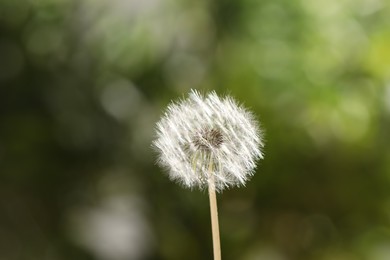 Beautiful dandelion flower on blurred green background