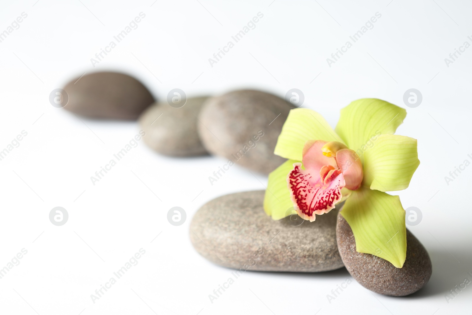 Photo of Spa stones and flower on white background. Space for text