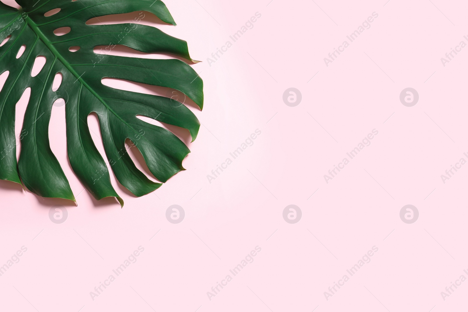 Photo of Green fresh monstera leaf on color background, top view with space for text. Tropical plant