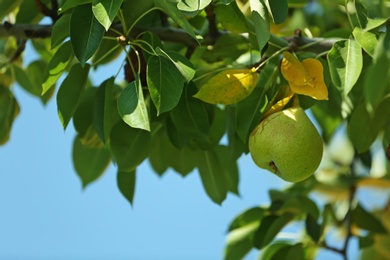 Ripe juicy pear on tree branch in garden