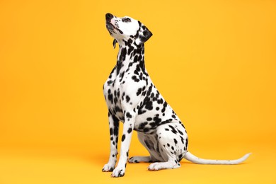 Photo of Adorable Dalmatian dog on yellow background. Lovely pet