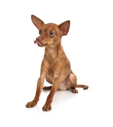 Photo of Cute toy terrier isolated on white. Domestic dog