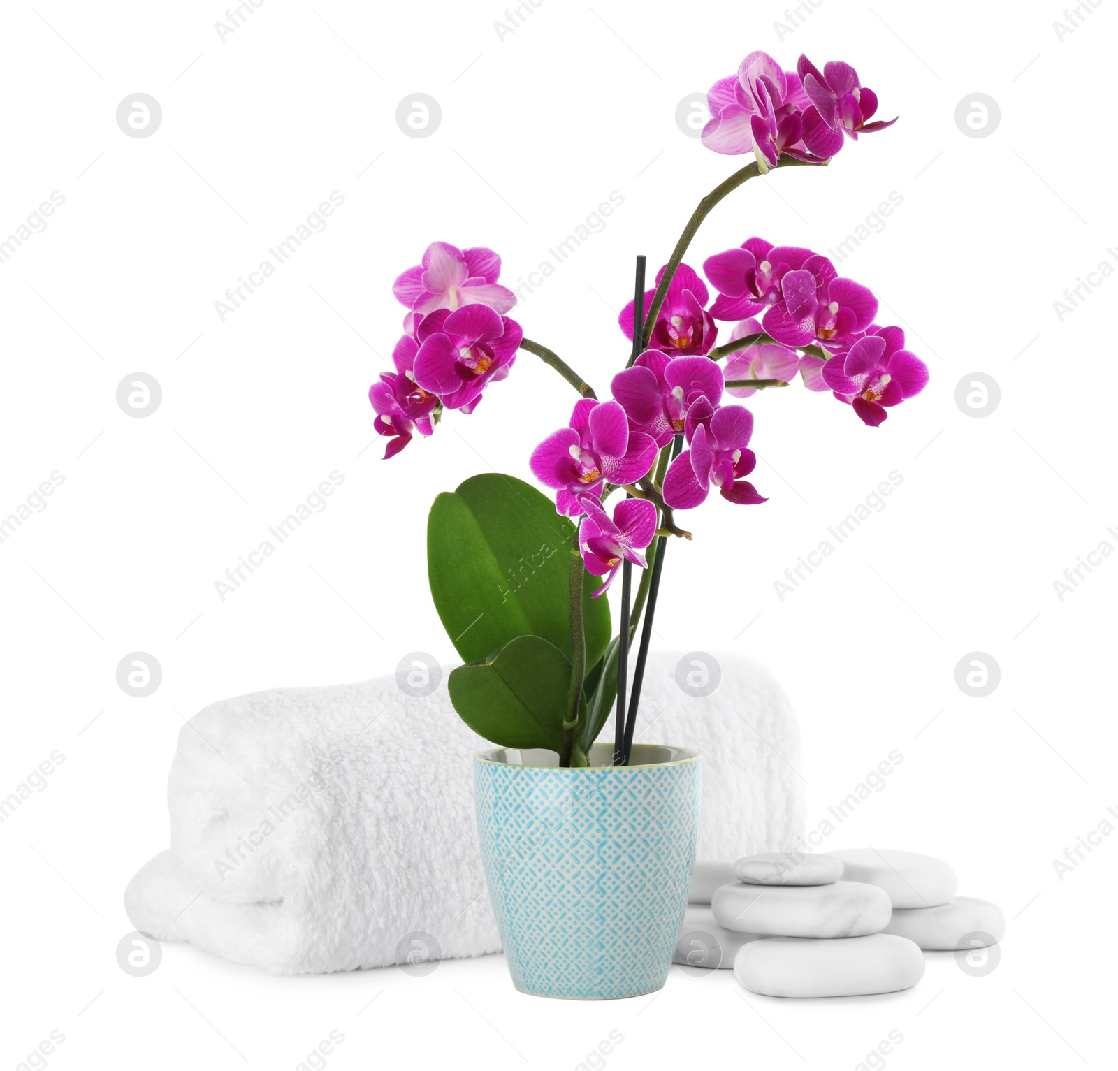 Photo of Composition with orchid in flowerpot and spa stones on white background