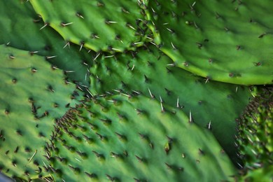Heap of fresh nopal leaves as background, closeup