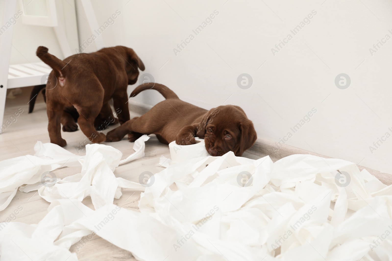 Photo of Cute chocolate Labrador Retriever puppies and torn paper on floor indoors
