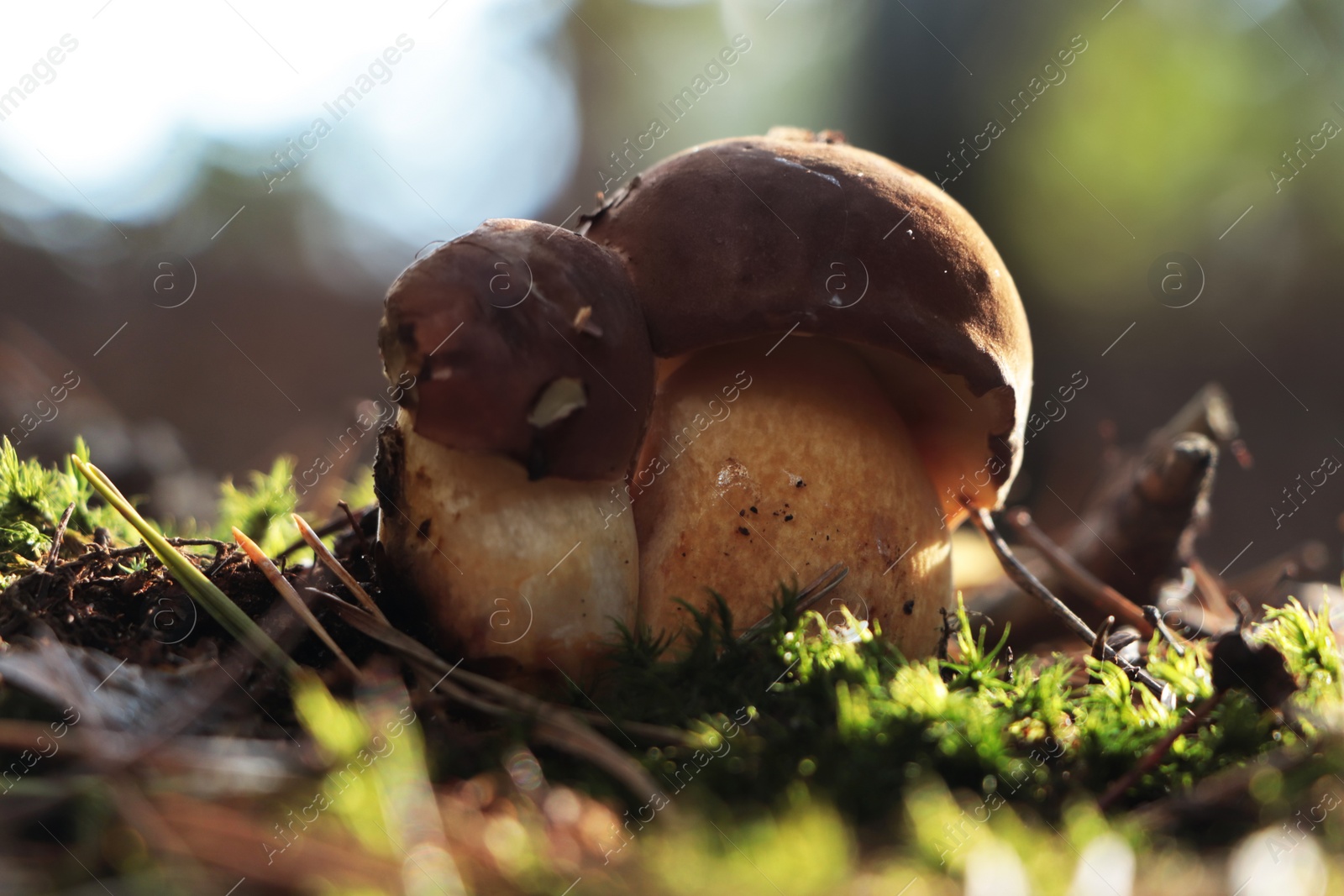 Photo of Beautiful boletus mushrooms growing in forest on autumn day, closeup