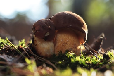 Beautiful boletus mushrooms growing in forest on autumn day, closeup