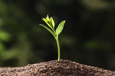 Young plant in fertile soil on blurred background, space for text. Gardening time