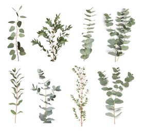 Image of Eucalyptus branches with fresh leaves on white background, collage