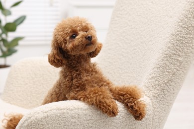 Photo of Cute Maltipoo dog resting on armchair at home. Lovely pet