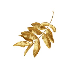 Twig of golden rowan leaves isolated on white. Autumn season