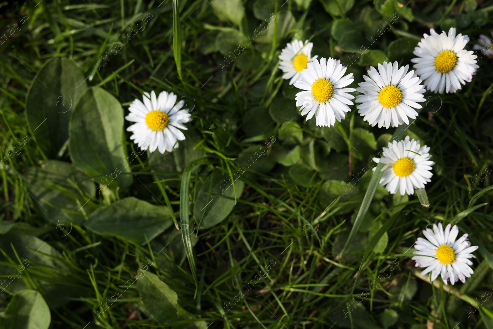 Photo of Beautiful bright chamomile flowers in green grass, above view