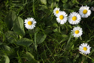 Beautiful bright chamomile flowers in green grass, above view