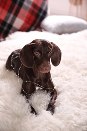 Photo of Cute dog with Christmas lights at home