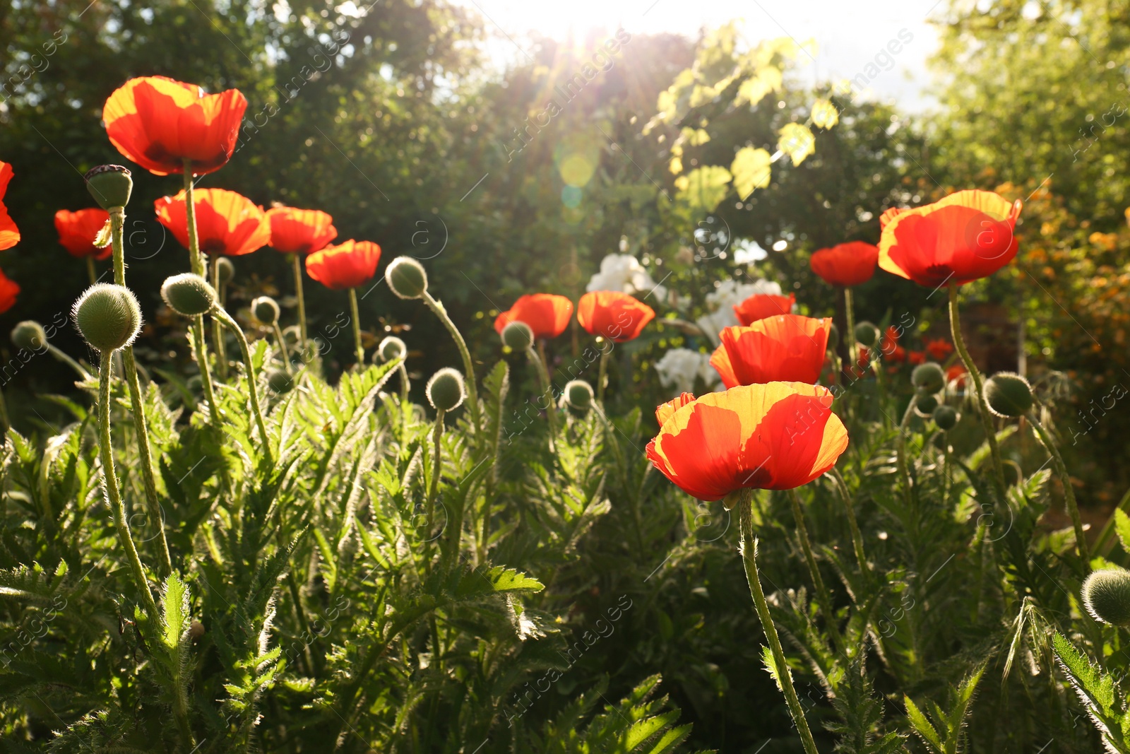 Photo of Beautiful red poppy flowers outdoors on sunny day