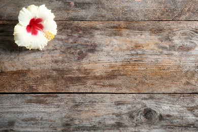 Photo of Beautiful tropical Hibiscus flower on wooden background with space for design, top view