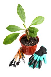 Photo of Pair of gloves, potted plant and gardening tools on white background