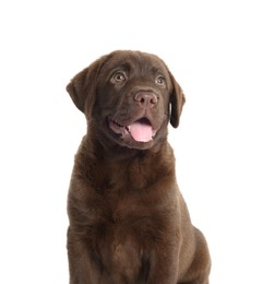 Photo of Cute chocolate Labrador Retriever puppy on white background
