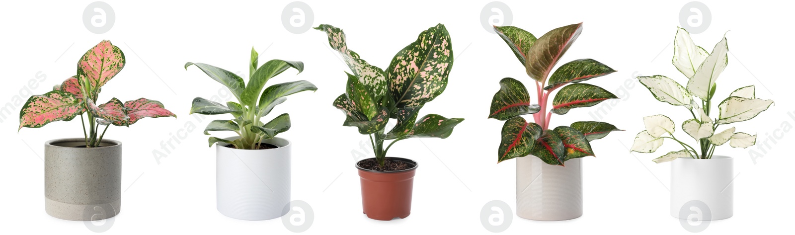 Image of Set of Aglaonema plants for house on white background. Banner design 