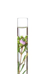 Beautiful flower in test tube with water isolated on white