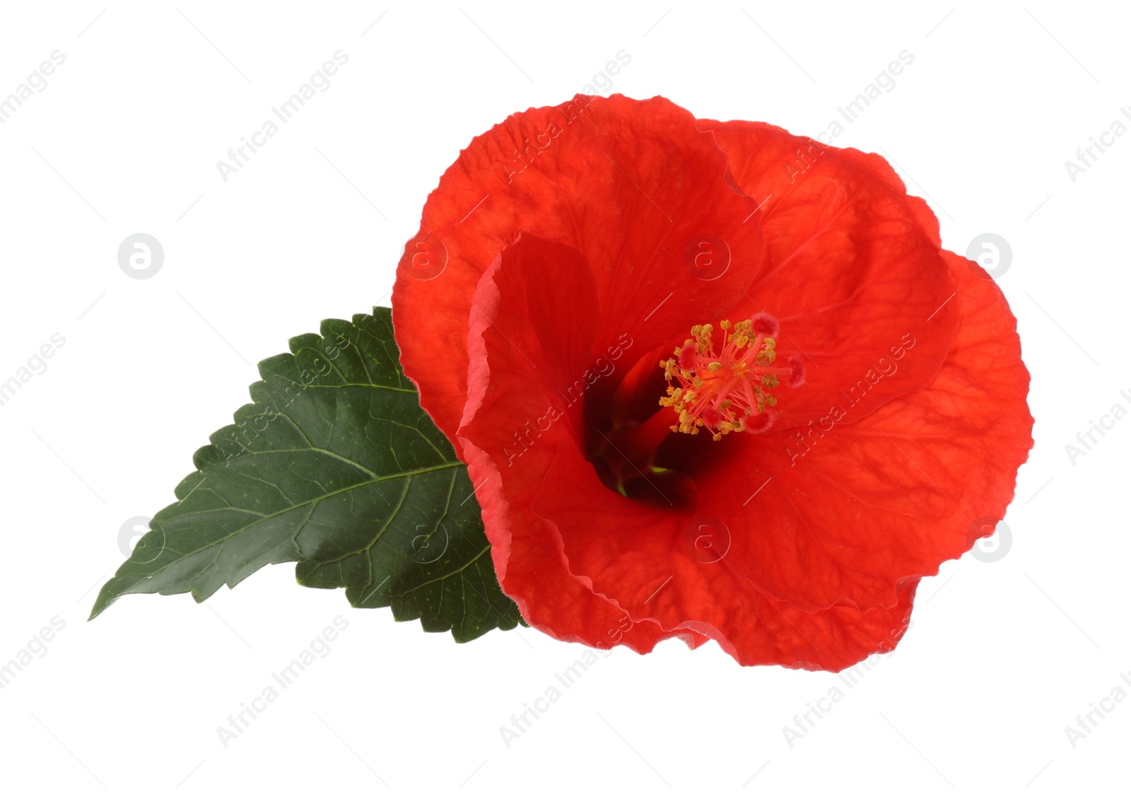 Photo of Beautiful red hibiscus flower and green leaf isolated on white