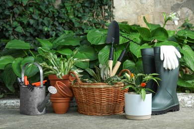 Photo of Beautiful plants, rubber boots and gardening tools outdoors