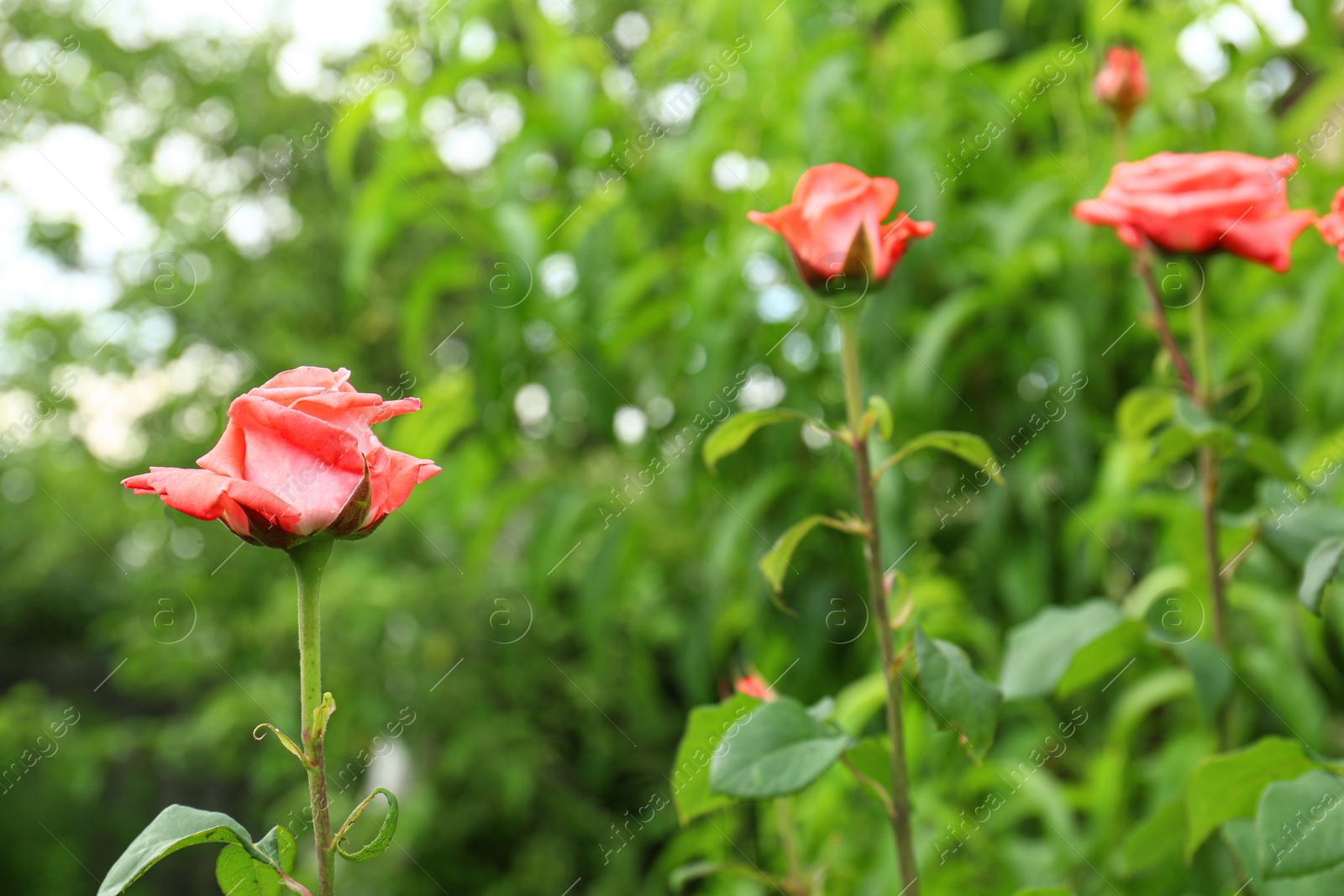 Photo of Beautiful blooming roses in garden on summer day. Space for text