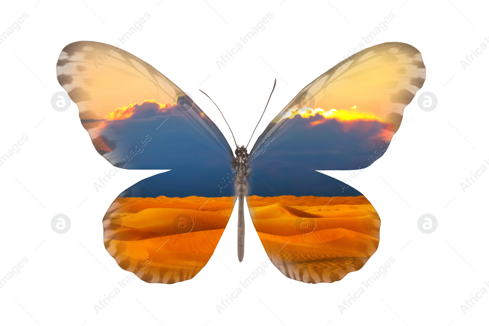 Image of Double exposure of fragile exotic butterfly and sandy desert