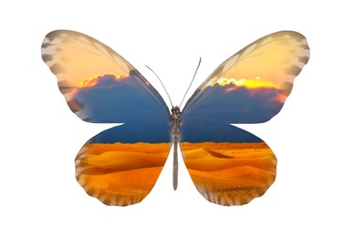 Double exposure of fragile exotic butterfly and sandy desert