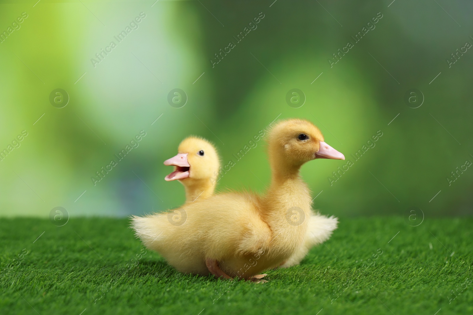 Photo of Cute fluffy ducklings on artificial grass against blurred background, closeup. Baby animals