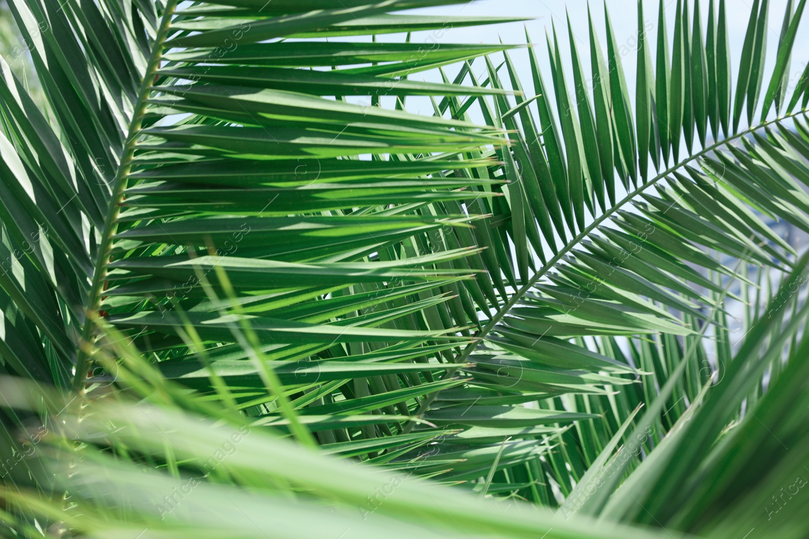 Photo of Beautiful green tropical leaves against blue sky, closeup